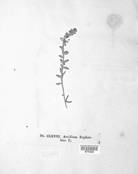 Endophyllum euphorbiae-sylvaticae image